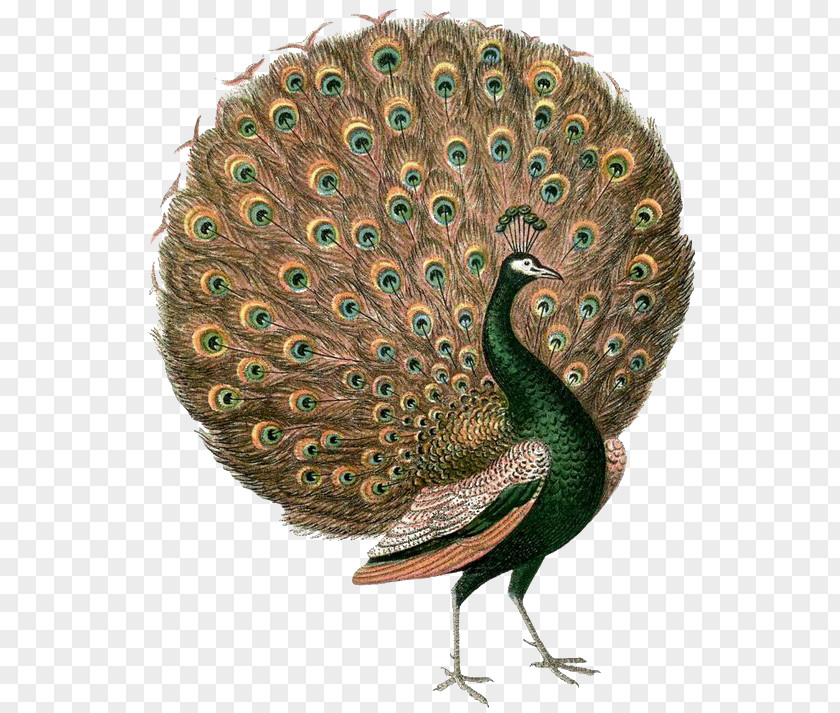 Peacock Opens The Screen Asiatic Peafowl Vintage Clothing Wall Decal Feather PNG