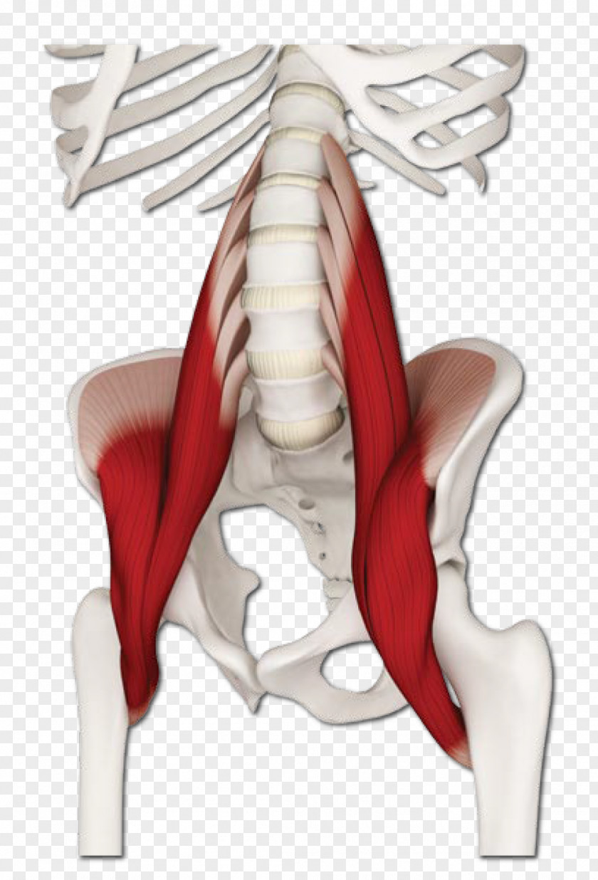 The Pleasing Muscles Of Water Dog Psoas Major Muscle Iliopsoas Lumbar Vertebrae PNG