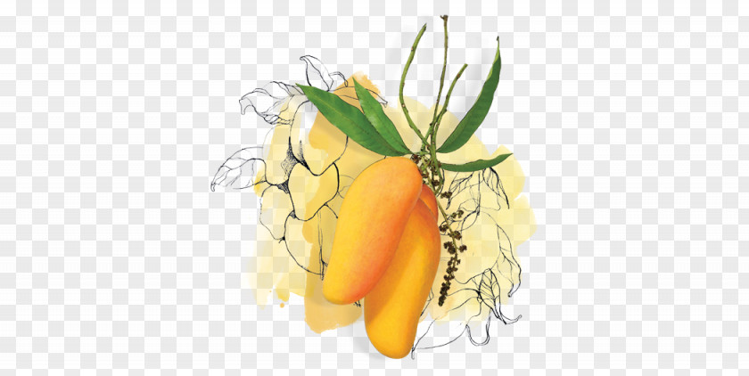 Vegan Nutrition Natural Foods Mango Cartoon PNG