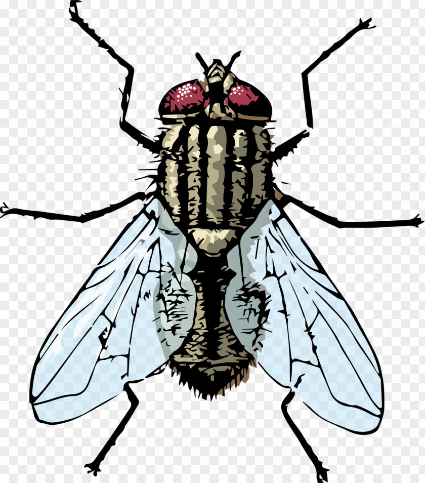 Fly Dead Clip Art Housefly Insect Vector Graphics PNG