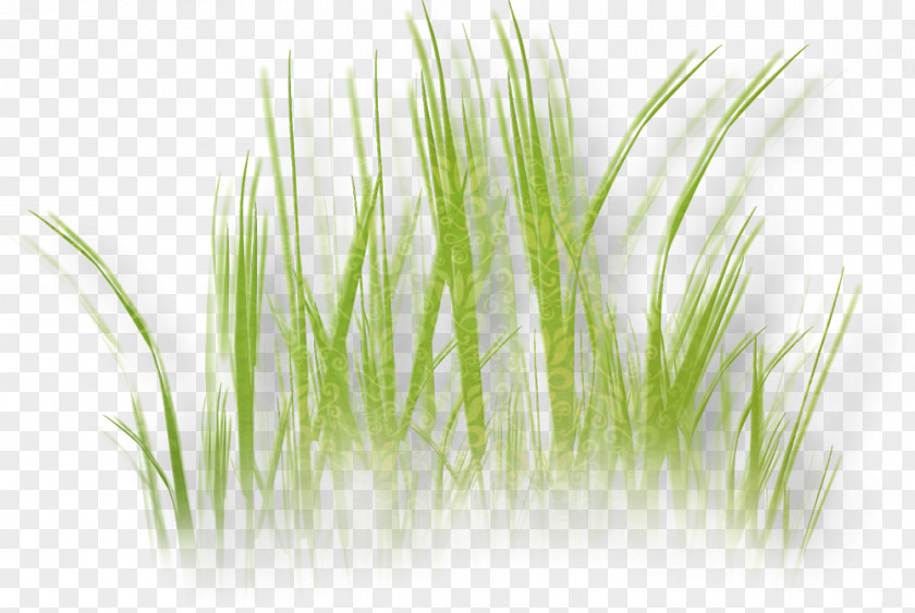 Herbaceous Plant Lawn Drawing Grass PNG plant , grass clipart PNG