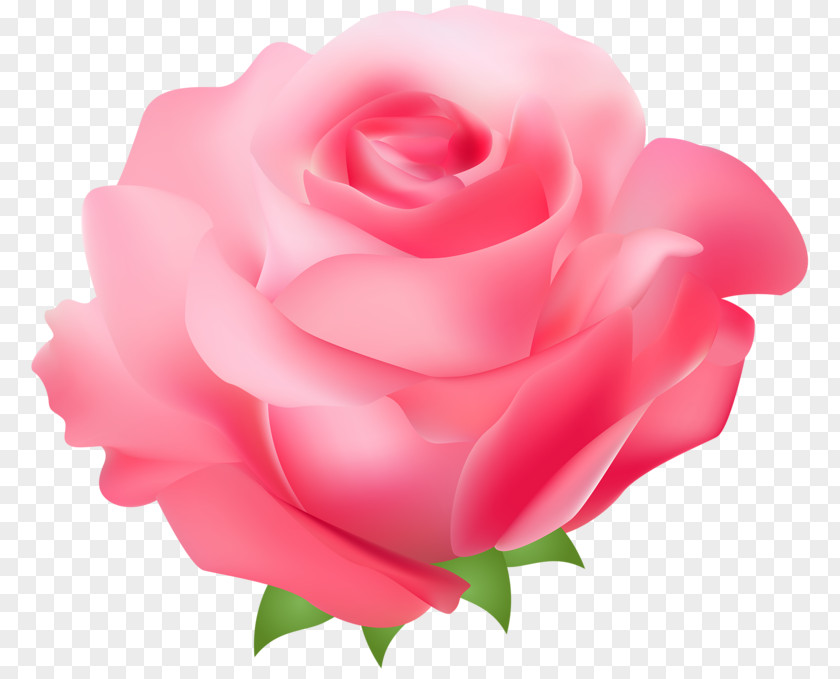 Pink Roses Rose Free Clip Art PNG