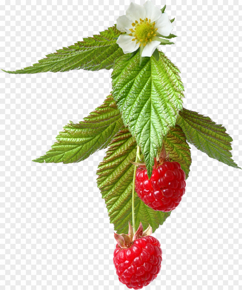 Raspberry Red PNG