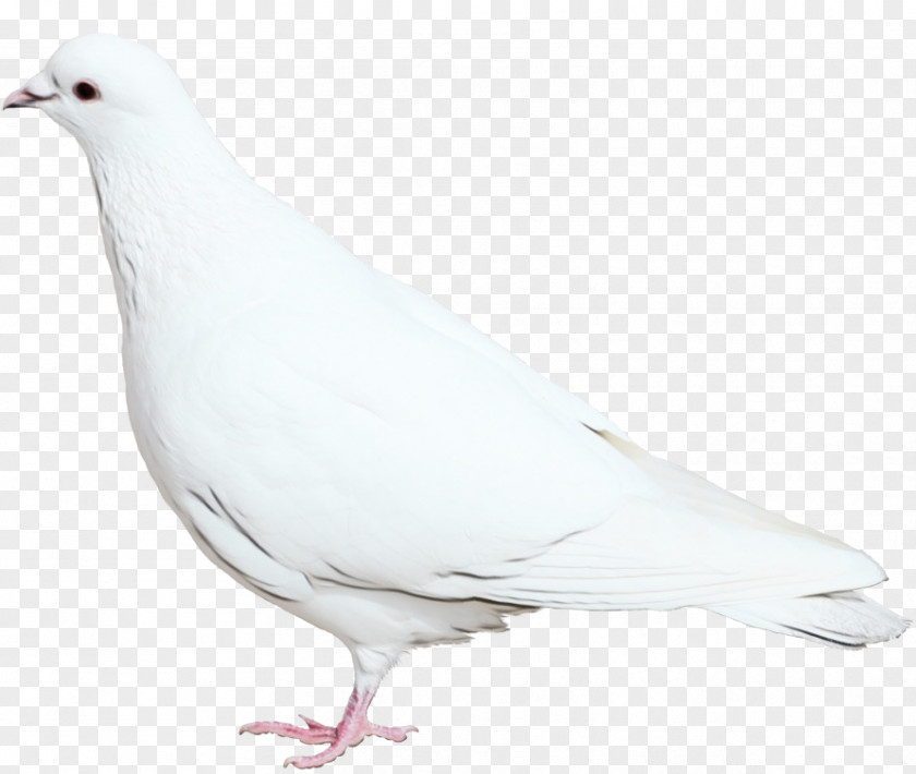 Beak Columbiformes Dove Logo PNG