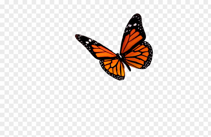 Butterfly Monarch Insect Clip Art PNG