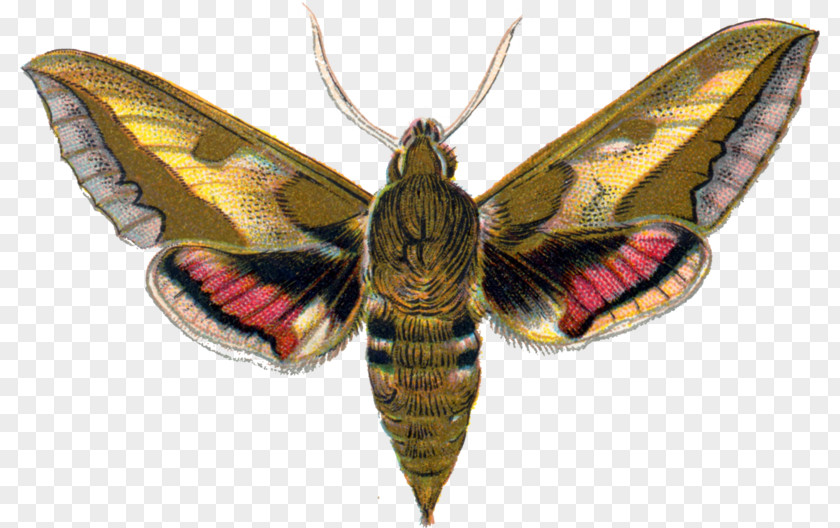 Butterfly Silkworm Spurge Hawk-moth Hawk Moths Manduca PNG