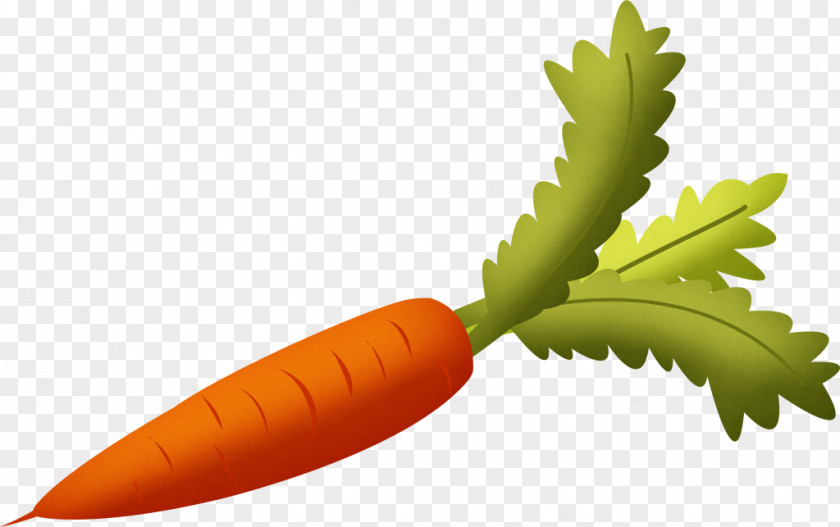 Carrot Food Vegetable Clip Art PNG