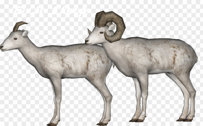 Deer Argali Mr. Krabs Antelope Sheep PNG