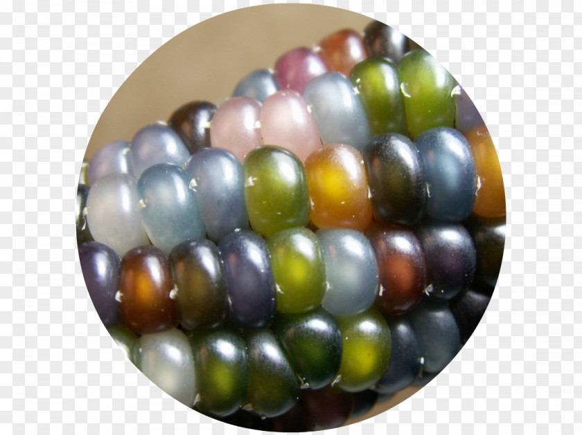 Glass Maize Grist Seed Variety PNG