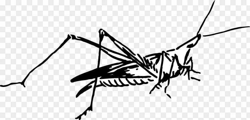 Grasshopper Insect Mosquito PNG