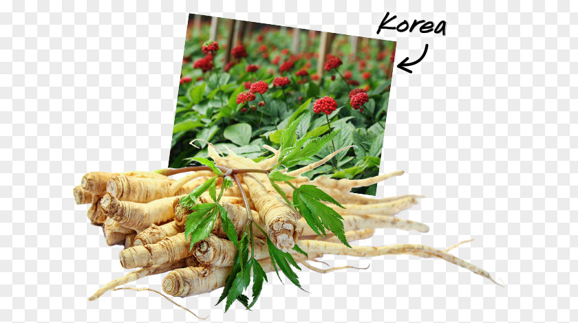 Herbal Tea American Ginseng Ginsenoside Saponin PNG