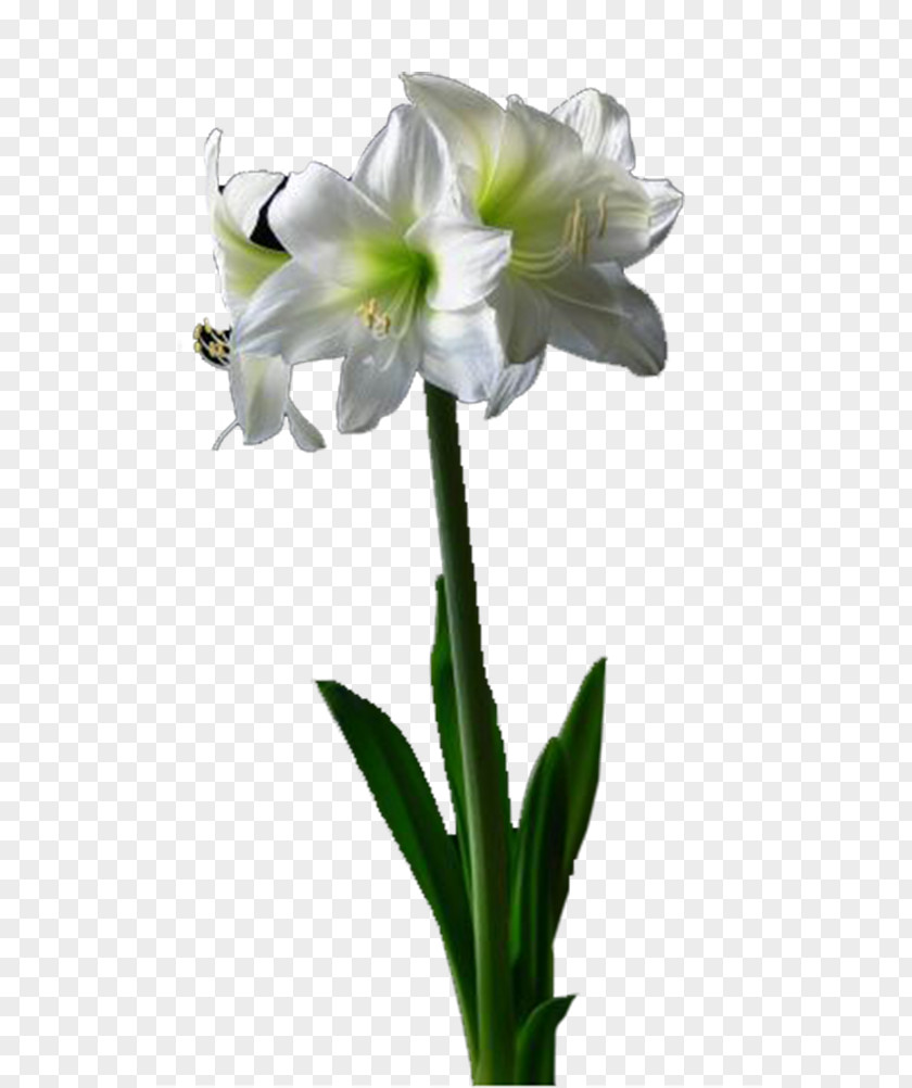 Lily Flowers Amaryllis Belladonna Lilium Cut PNG