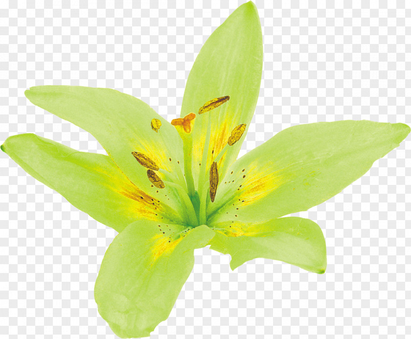 Lily Lilium Flower Yellow Green Petal PNG