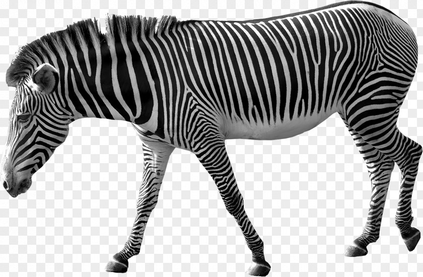 Zebra Image Clip Art PNG