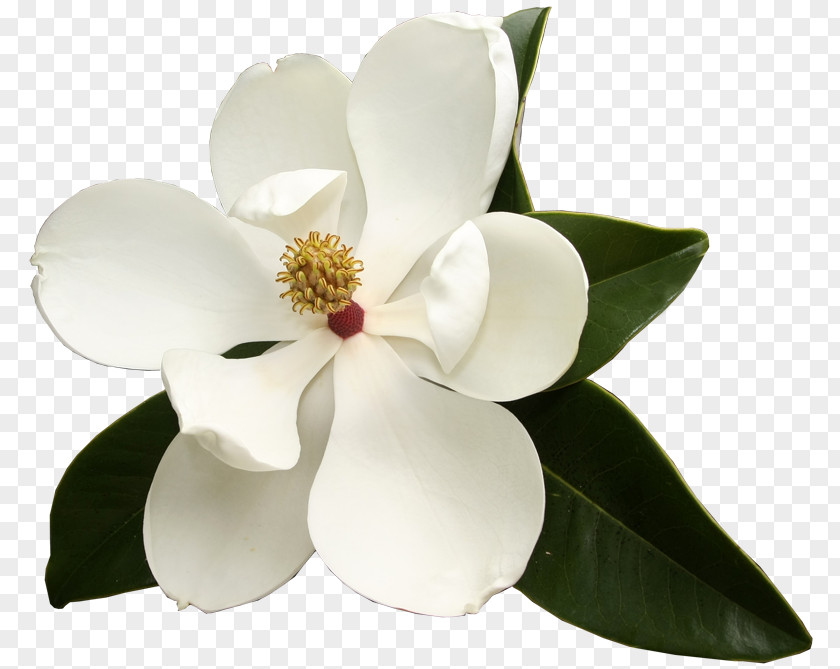 Flower Southern Magnolia Virginia Sweetspire Garden Club Evergreen PNG