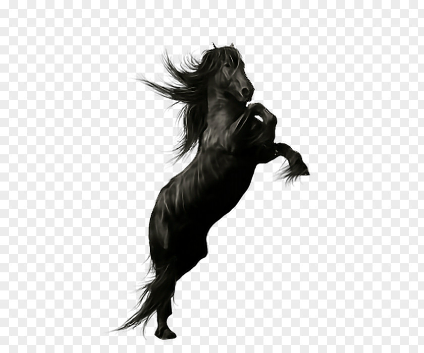 Friesian Horse Stallion Andalusian Peruvian Paso Black PNG