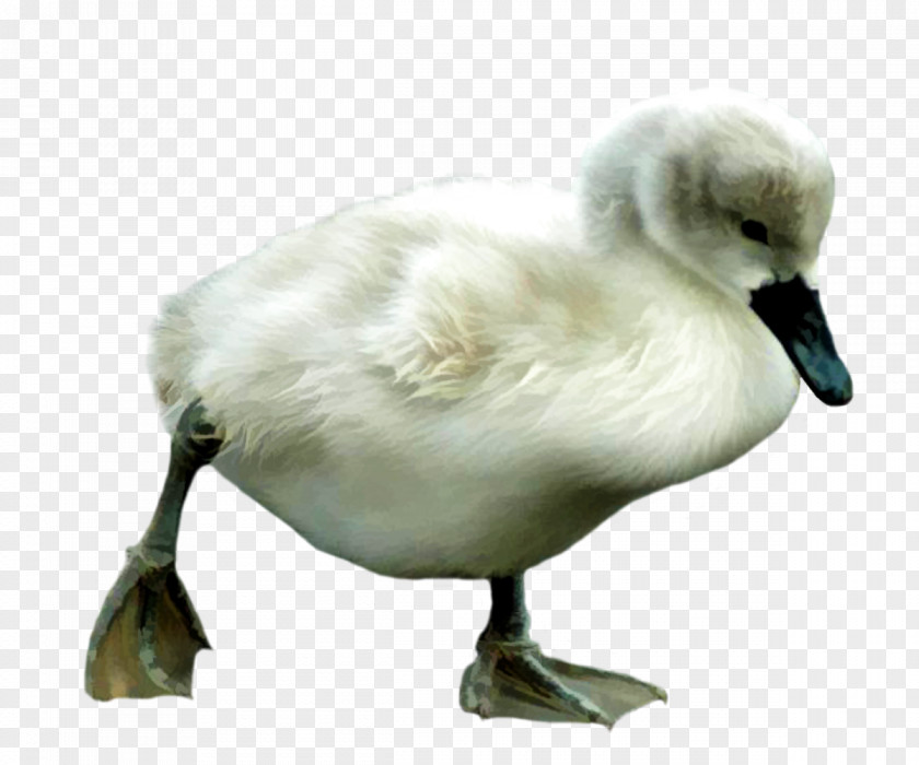 Puddle Bird Cygnini Duck Anser PNG