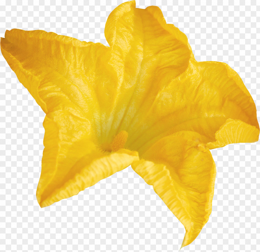 Treasure Flower Yellow Lilium PNG