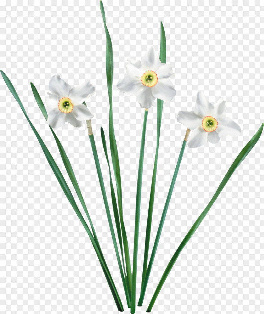 Aloe Flower Narcissus Tazetta Jonquille Amaryllis PNG