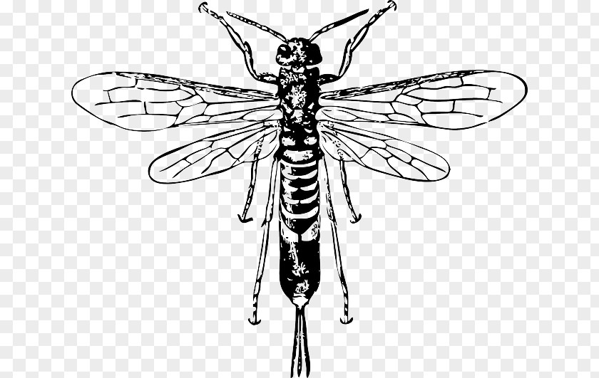 Flat Propaganda Hornet Bee Insect Horntail Clip Art PNG