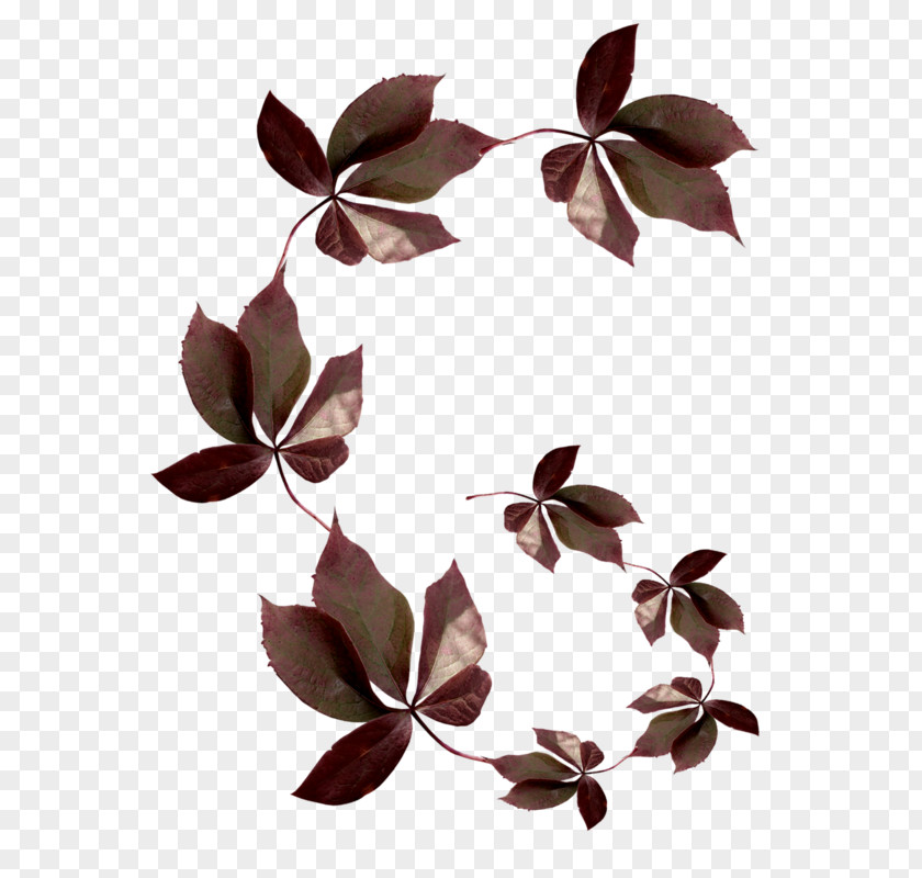 Fleur Marron Leaf Vector Graphics Image JPEG PNG