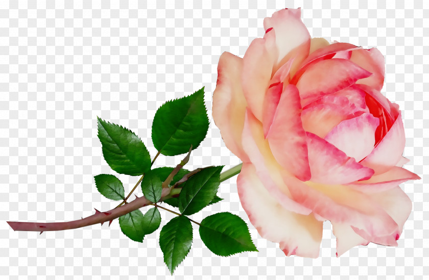 Garden Roses PNG