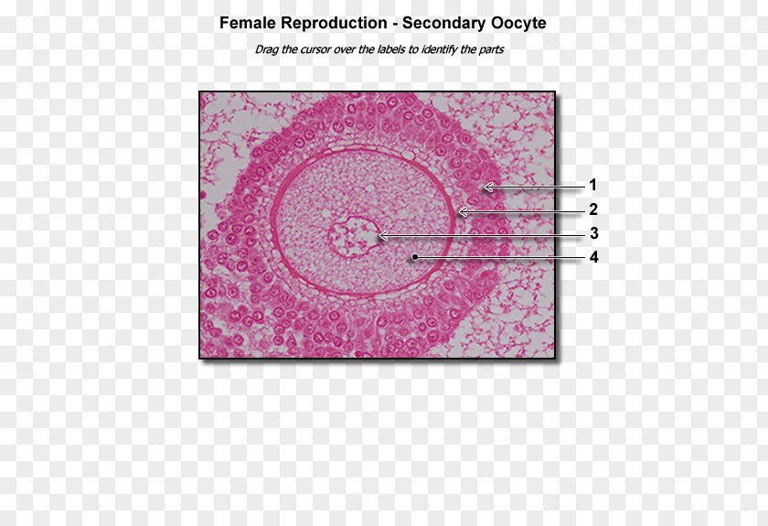 Human Anatomy Ovarian Follicle & Physiology And Of Farm Animals PNG