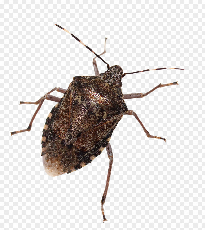 Insect Brown Marmorated Stink Bug True Bugs Stock Photography Image PNG