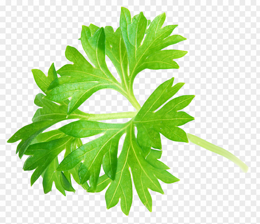 Parsley Leaf Web Design Recipe Website Tempeh Icon PNG