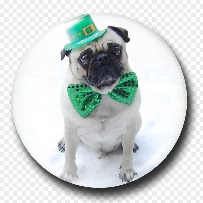 Pug Cartoon Saint Patrick's Day March 17 Happy St. Puppy PNG
