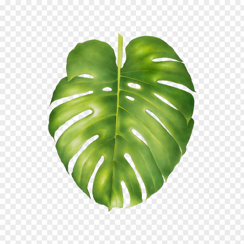 Tattly Swiss Cheese Plant Abziehtattoo Philodendron PNG