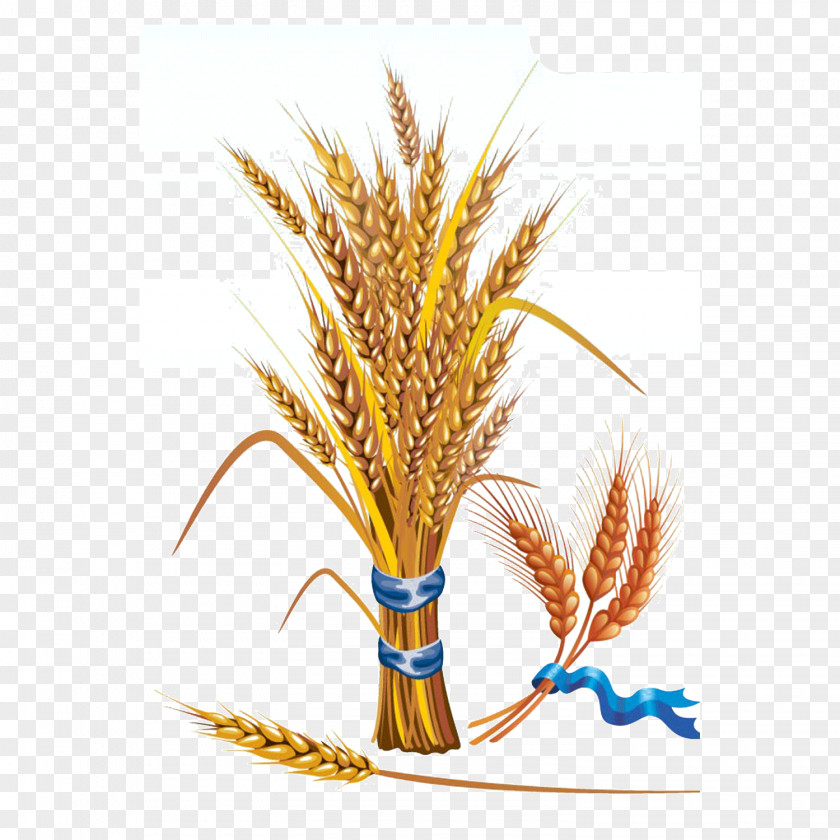 Golden Wheat Euclidean Vector Grain Clip Art PNG