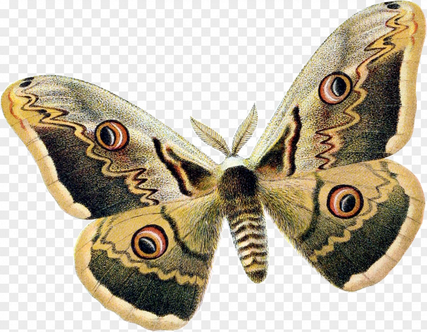 Moth Butterfly Insect Royal Moths Wing PNG