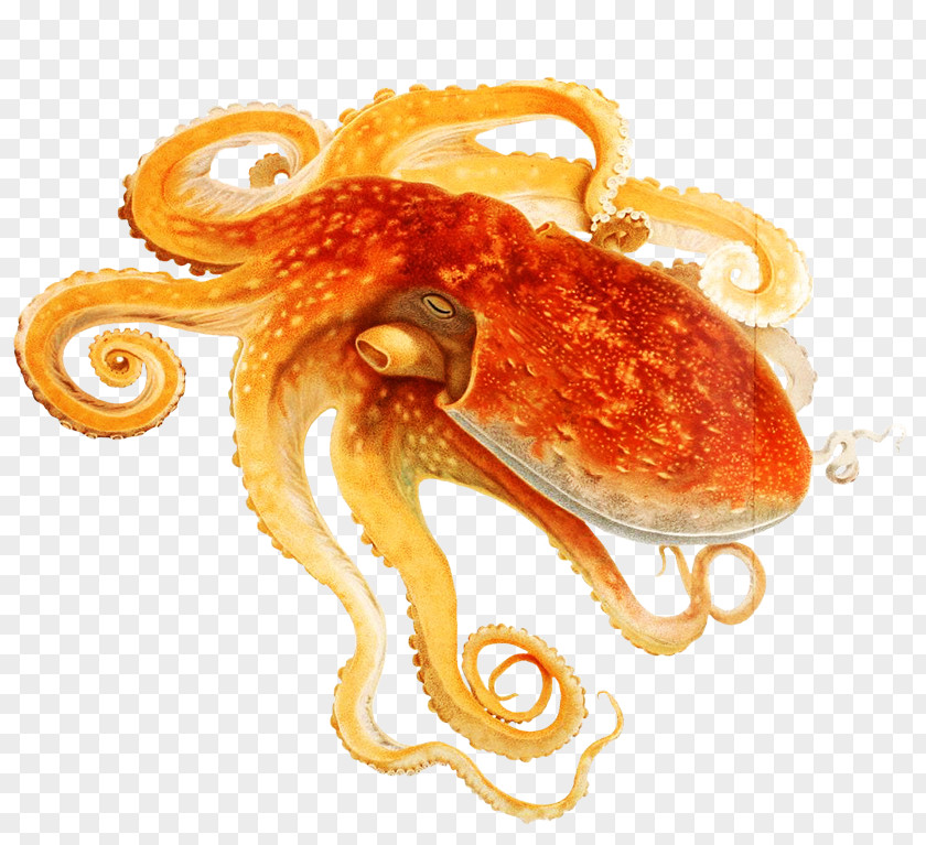 Octopus Common Cephalopod Squid Eledone Moschata PNG