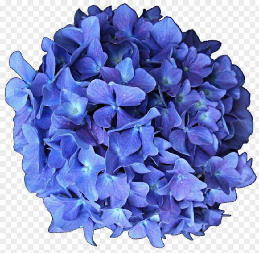 Anemone French Hydrangea Flower Blue Lilac PNG