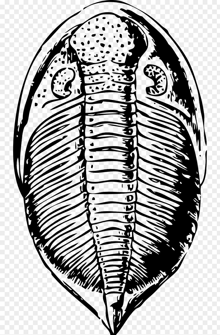 Asaphus Trilobite Fossil Clip Art PNG