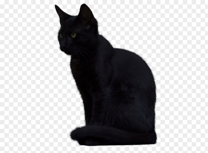 Cat Black Kitten Image PNG