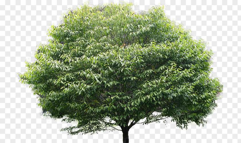 Oak American Hornbeam Carpinus Betulus Holly Tree Plant PNG