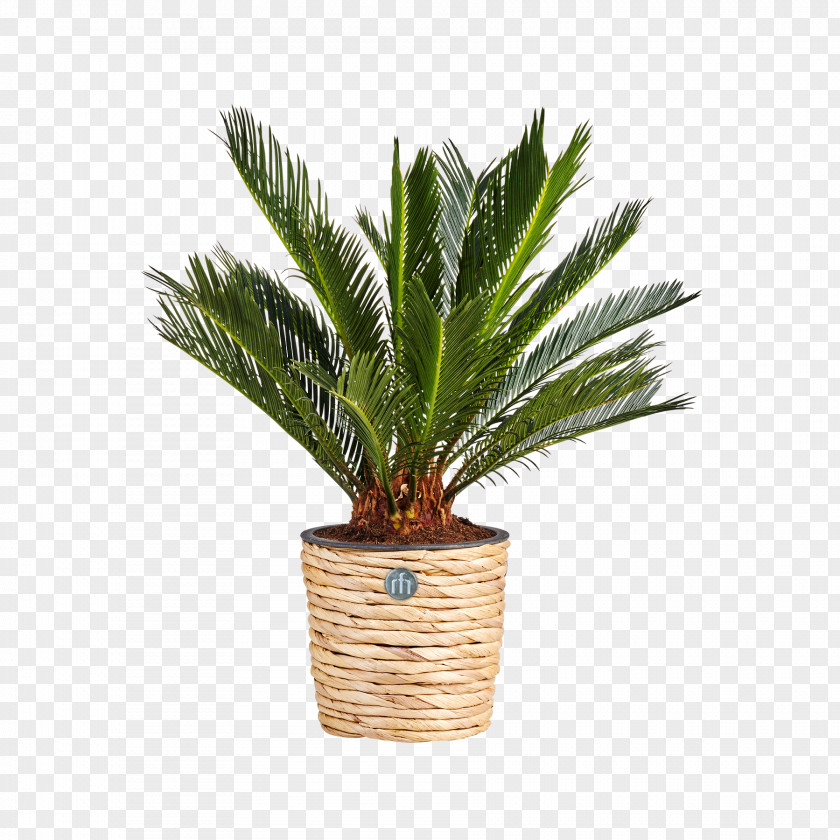 Plant How To Grow Fresh Air: 50 Houseplants That Purify Your Home Or Office Flowerpot Coconut PNG