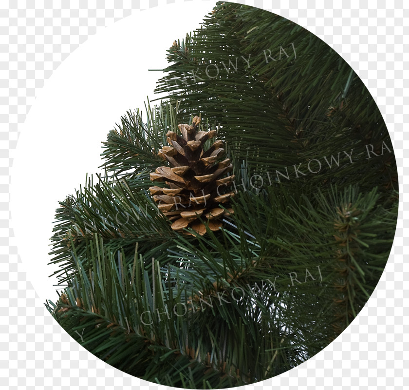 Christmas Pine Spruce Ornament Fir PNG