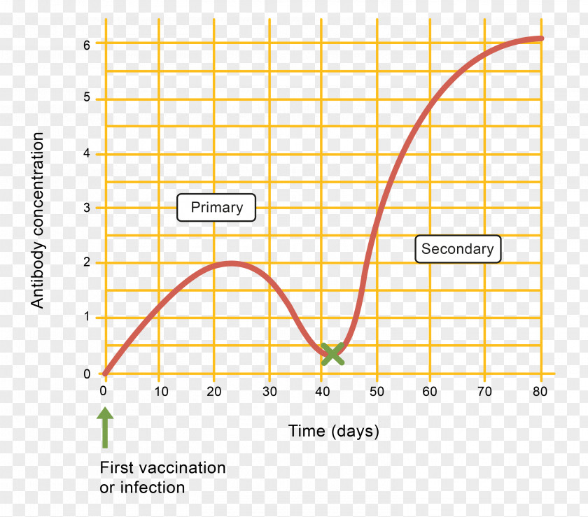 Passive Bloodstain: Immune System Response Immunity Vaccine Worksheet PNG