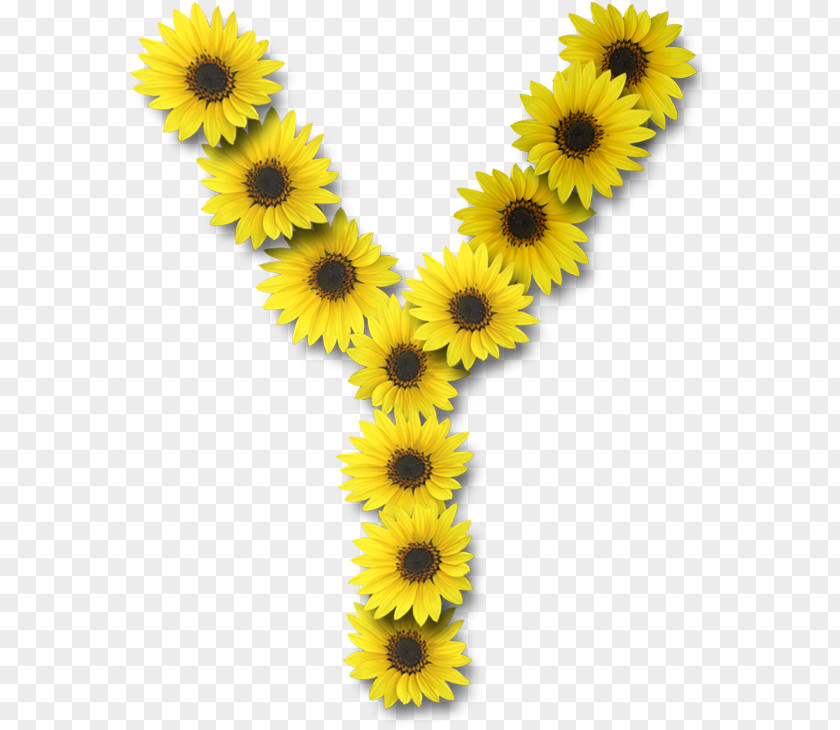 Flower Letter Case Alphabet Y Common Sunflower PNG