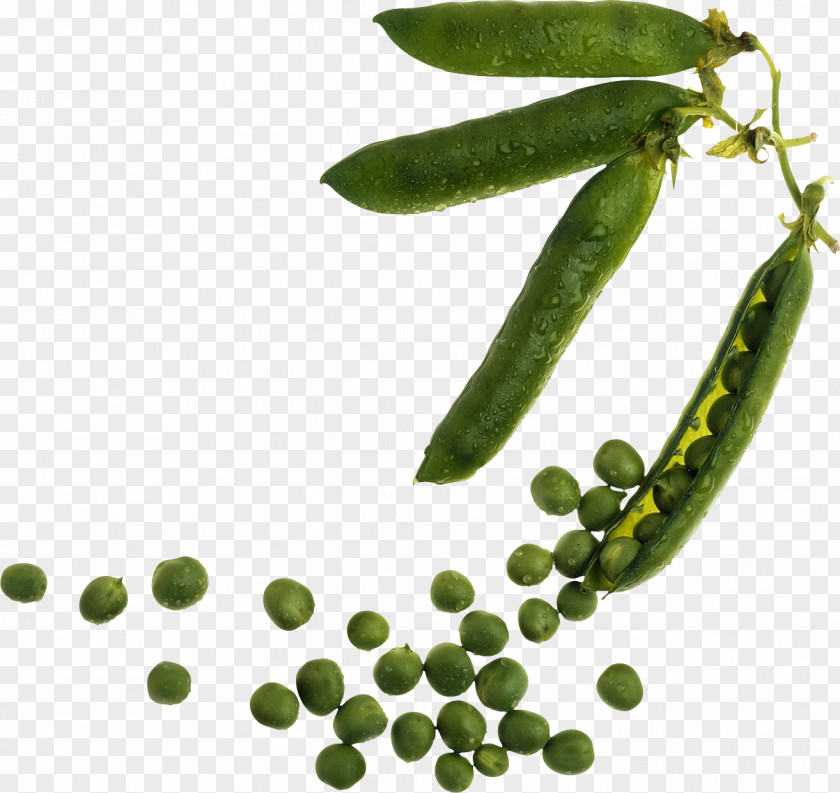Pea Industrial Revolution Crop Rotation Agriculture Garden PNG