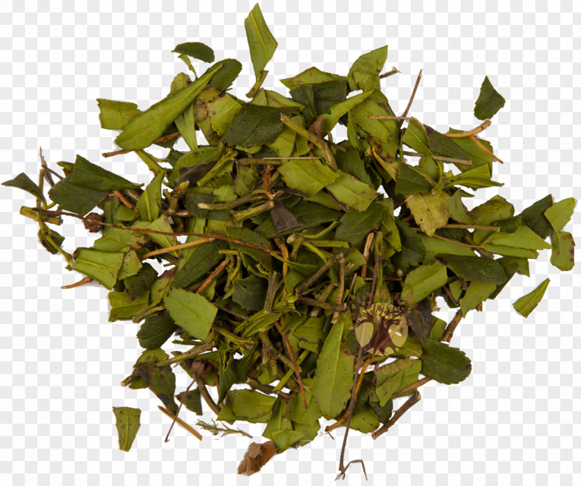 Plant Pipsissewa Herbaceous Medicinal Plants Blossom PNG