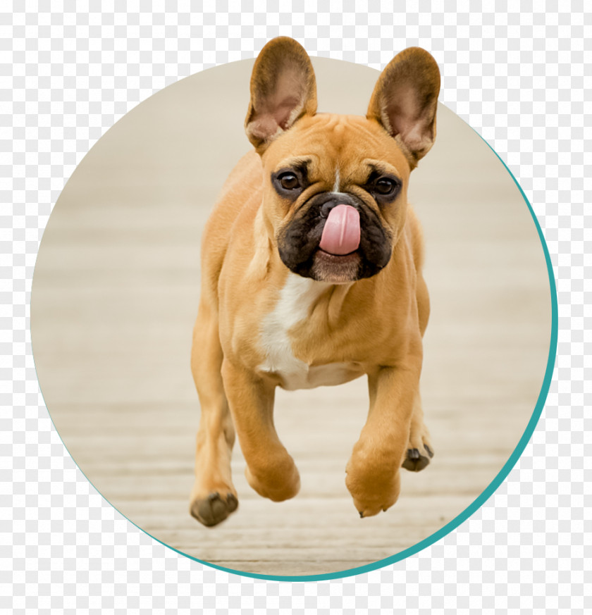 Puppy French Bulldog Toy American PNG