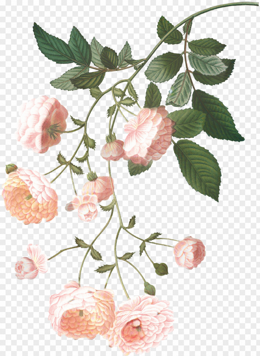 Rosa Wichuraiana Plant Stem Family Tree Drawing PNG