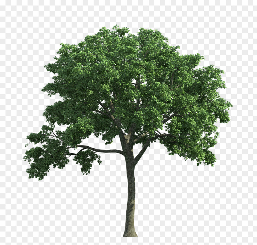 Tree Stock Photography Ulmus Americana Oak PNG