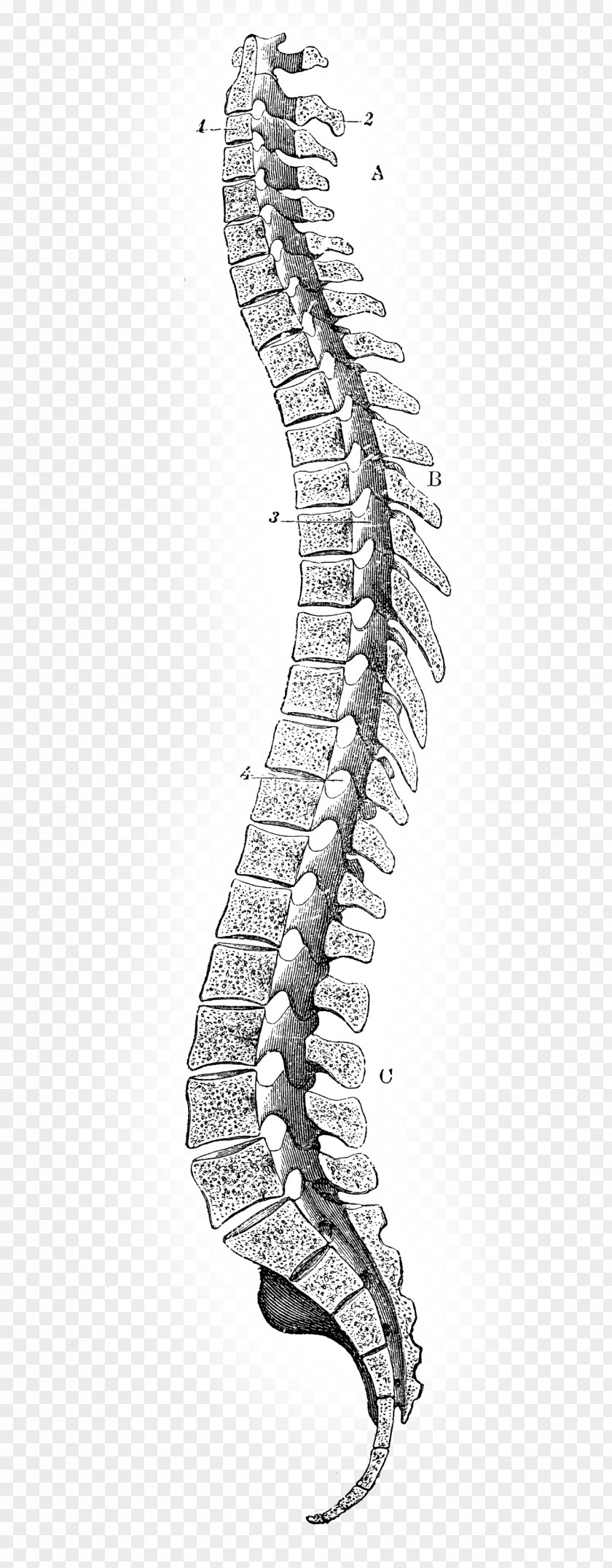 Drawing Vertebral Column PNG