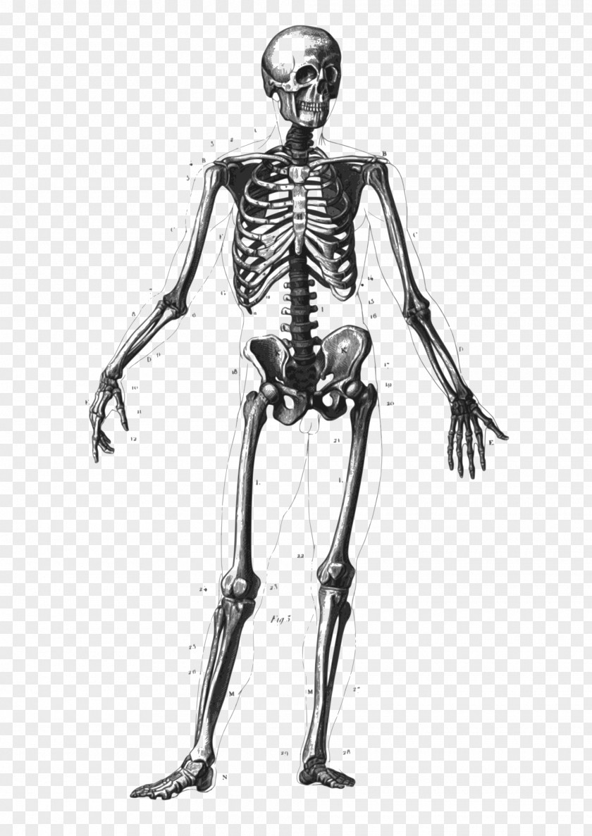 Skeleton Human Bone Body Anatomy Diagram PNG