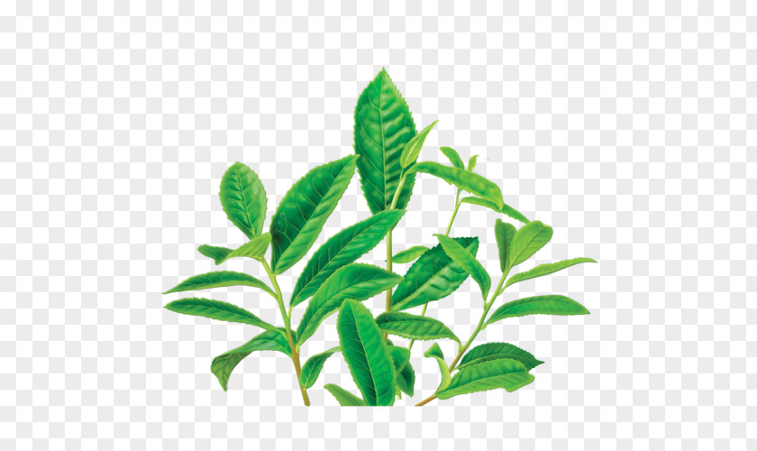 Tea Bag Squeezer Green Earl Grey Plant Herbal PNG